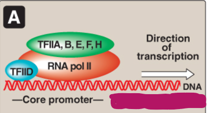 <p>Label this section of the core promoter site.</p>