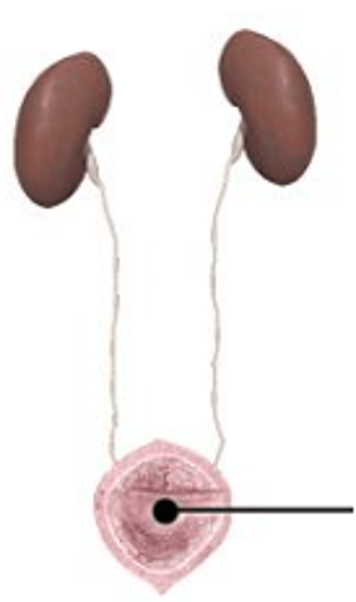 <p>The ______ is the place where urine is collected and stored before it is removed from the body.</p>