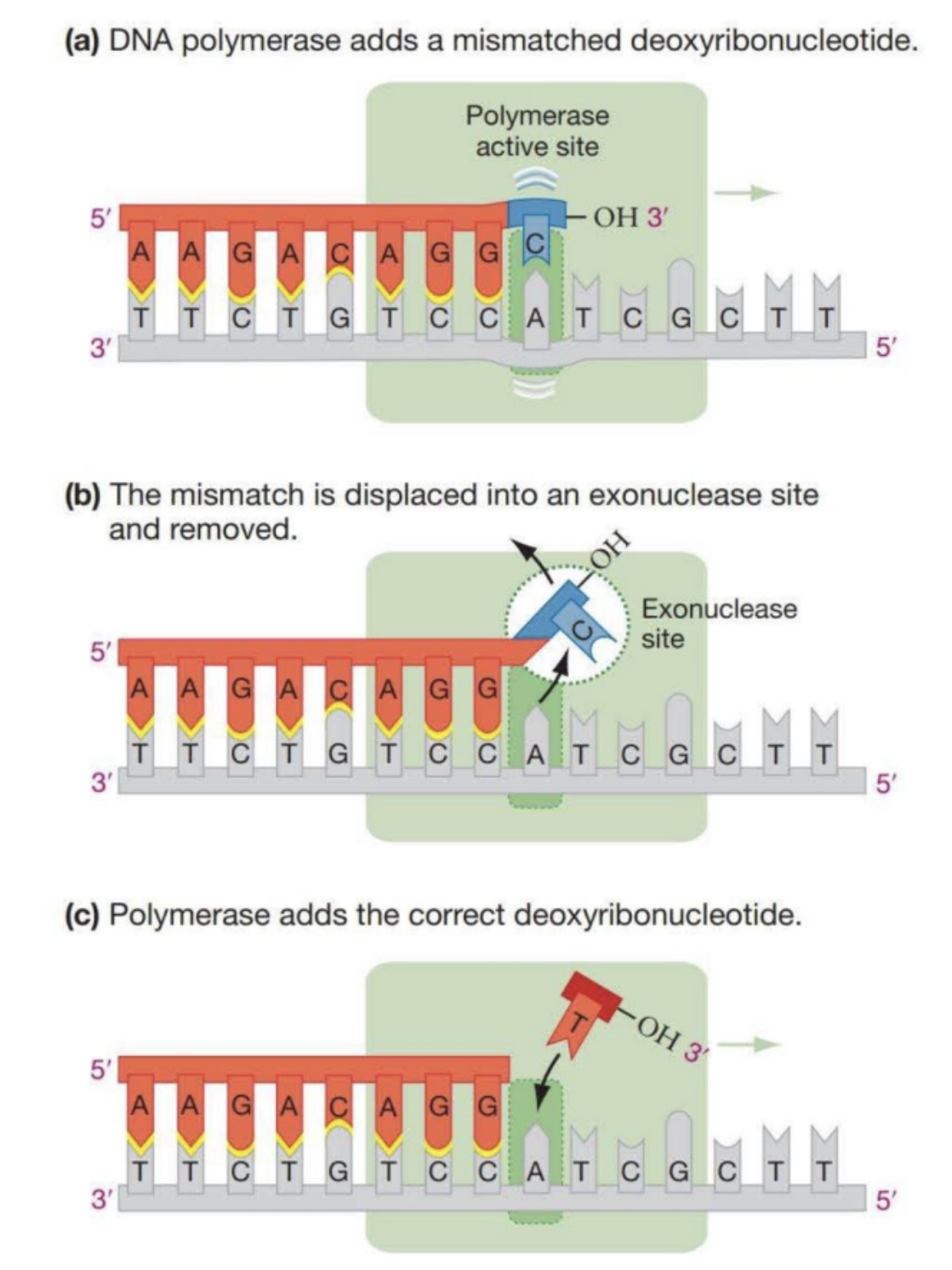 <p>1/100,000 times DNA polymerase adds a wrong base. It can detect that there is a wrong base and moves the base to the exonuclease site. From there the correct base is added.&nbsp;</p>