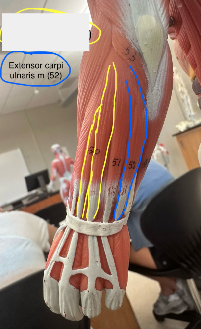 <p>Extensor carpi ulnaris muscle. This muscle extends and adducts the hand.</p>