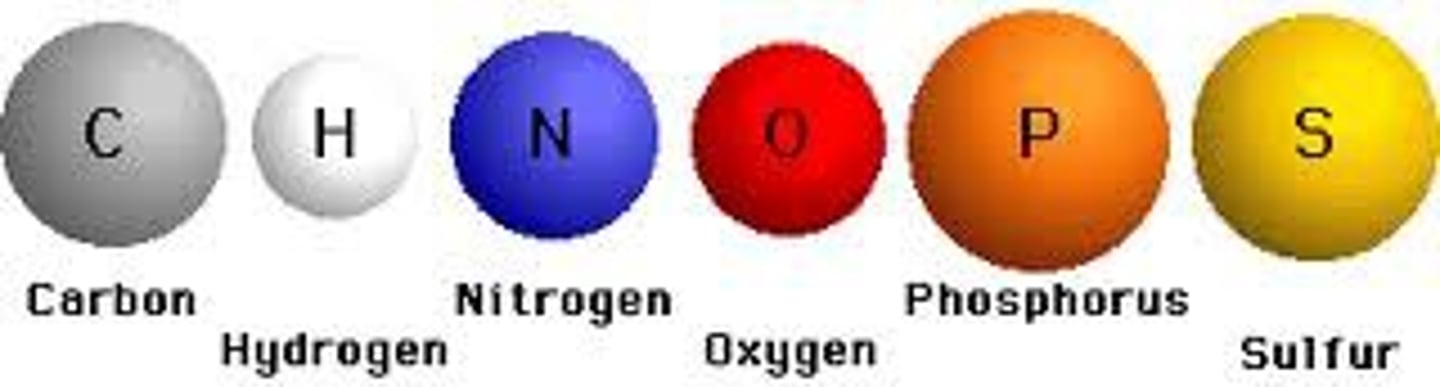 <p>C, H, O, N, P, (S)</p>