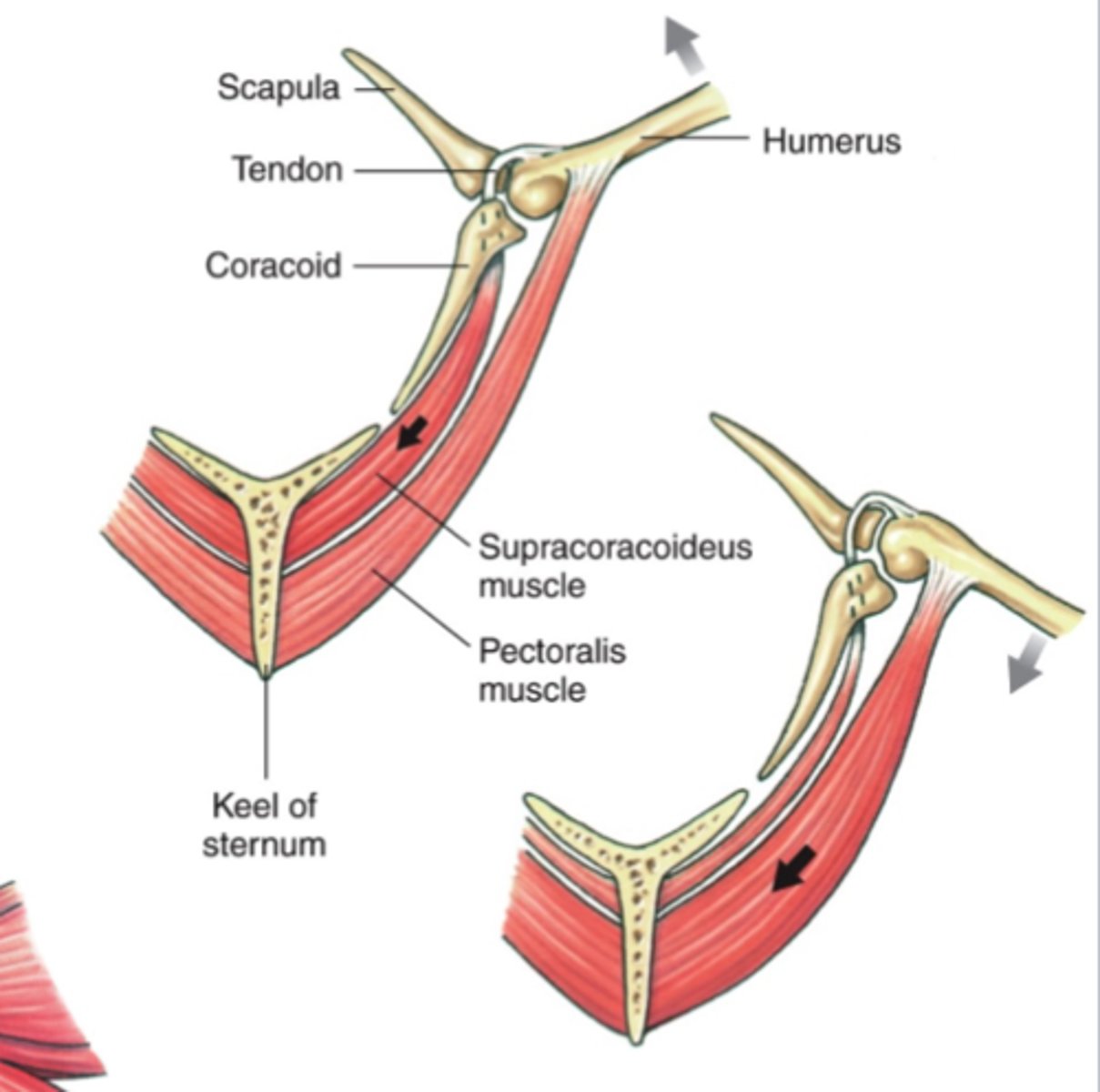 <p>automatically tightening tendons close the toes down around a perch</p>