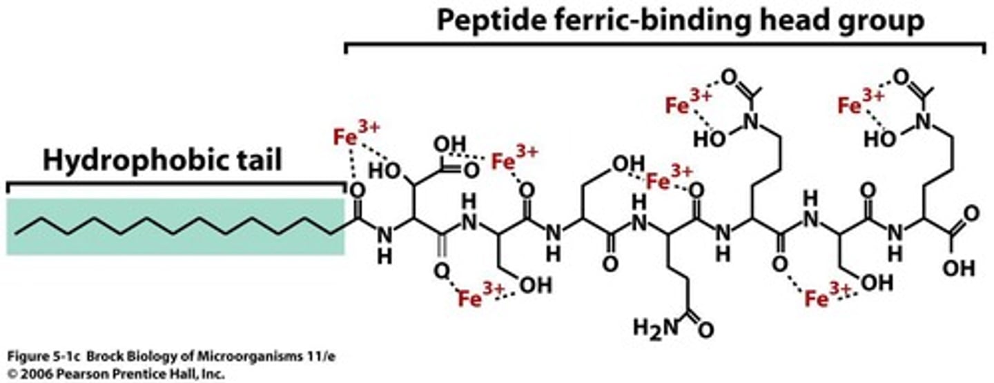 <p>Agents produced by cells to bind iron from insoluble minerals and transport it into the cell.</p>