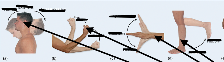 <p>Increases angle between joints</p>