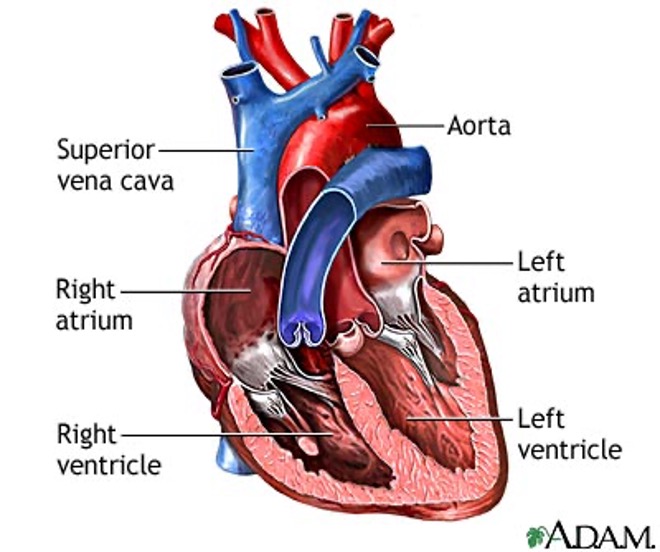 <ol><li><p>Right atrium Receives deoxygenated blood from the superior and inferior vena cava and the coronary sinus</p></li><li><p>Left atrium Receives oxygenated blood from pulmonary veins</p></li><li><p>Right ventricle Pumps deoxygenated blood to pulmonary trunk/artery</p></li><li><p>Left ventricle Pumps oxygenated blood to aorta</p></li><li><p>Inter-atrial septum Wall between the atria</p></li><li><p>Inter-ventricular septum Wall between the two ventricles</p></li></ol>