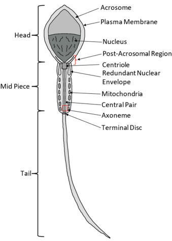 <p>head with acrosome cap, mid piece, tail (flagellum)</p>