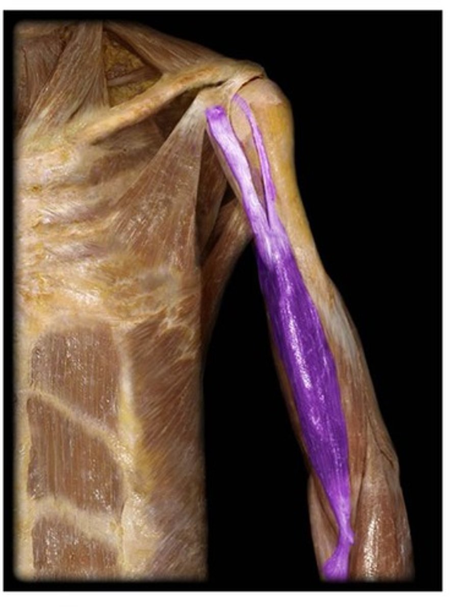 <p>Adduction of shoulder, supination of forearm, flexion and extension</p><p>Two-headed</p>