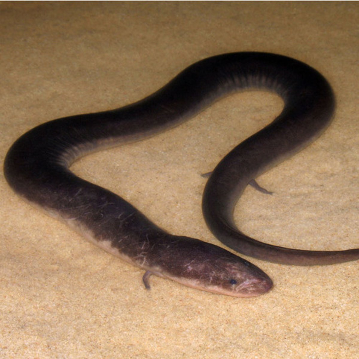 <p>Amphiuma tridactylum</p><p>Order: Caudata</p><p>Family: Amphiumidae</p>