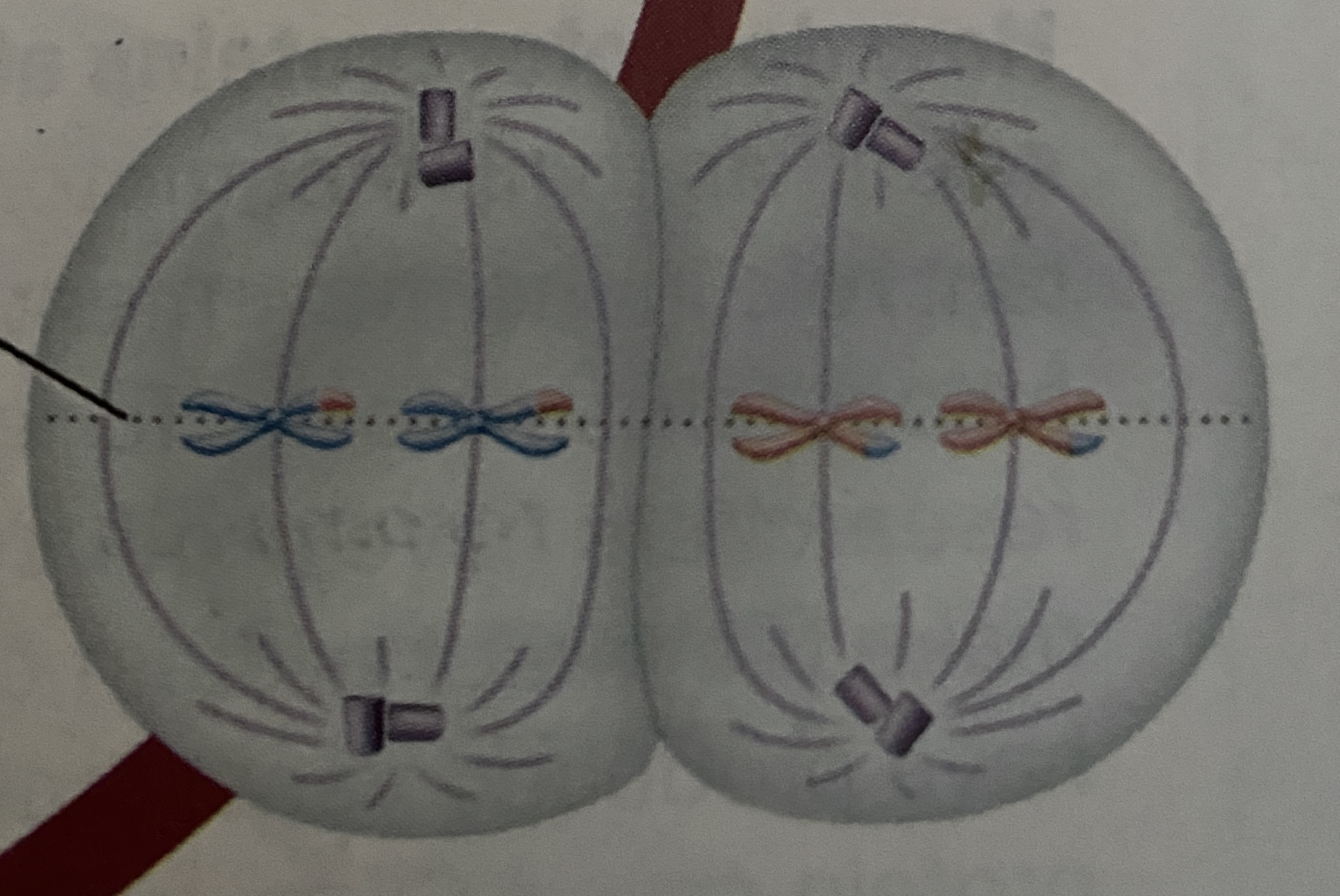 <p>What stage of Meiosis is this?</p>