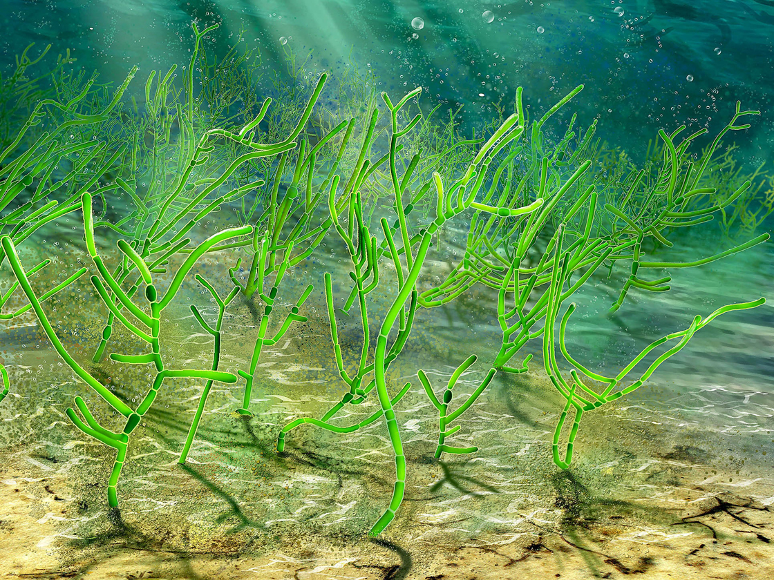 <p>Algae</p>