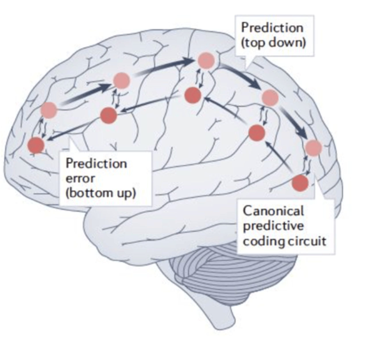 <p>Het voorspellende brein</p><p>is een theorie uit de cognitieve neurowetenschappen die stelt dat het brein geen passieve ontvanger is van zintuiglijke informatie, maar actief voorspellingen maakt over wat het gaat ervaren.</p><p>Hoe werkt het?</p><p>Het brein creëert een intern model van de wereld.</p><p>Op basis hiervan voorspelt het wat je zintuigen zouden moeten waarnemen.</p><p>Als er een verschil is tussen voorspelling en echte input → prediction error.</p><p>Het brein past het model aan om de wereld beter te begrijpen.</p><p>Toepassing op religie:</p><p>Een religieuze ervaring kan ontstaan als de zintuiglijke input afwijkt van de verwachtingen van het brein, waardoor een sterke prediction error optreedt die niet snel verklaard kan worden. Het brein zoekt dan naar betekenis, en dat kan leiden tot spirituele of mystieke interpretaties.</p>