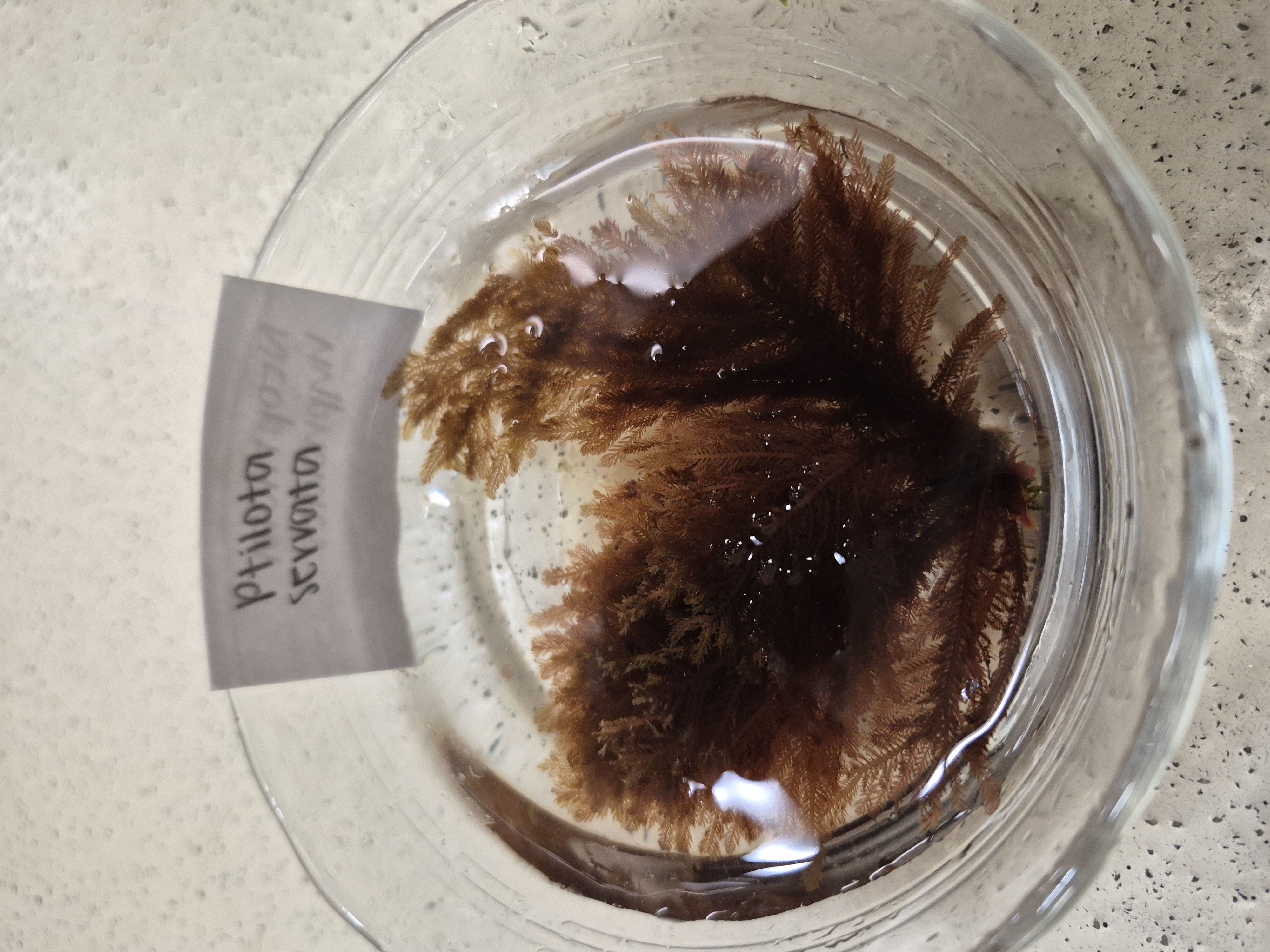 <p>Ptilota </p>