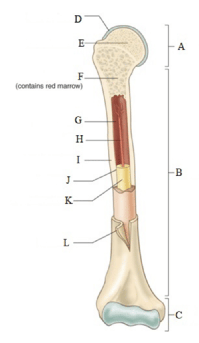 <p>Red bone marrow </p>