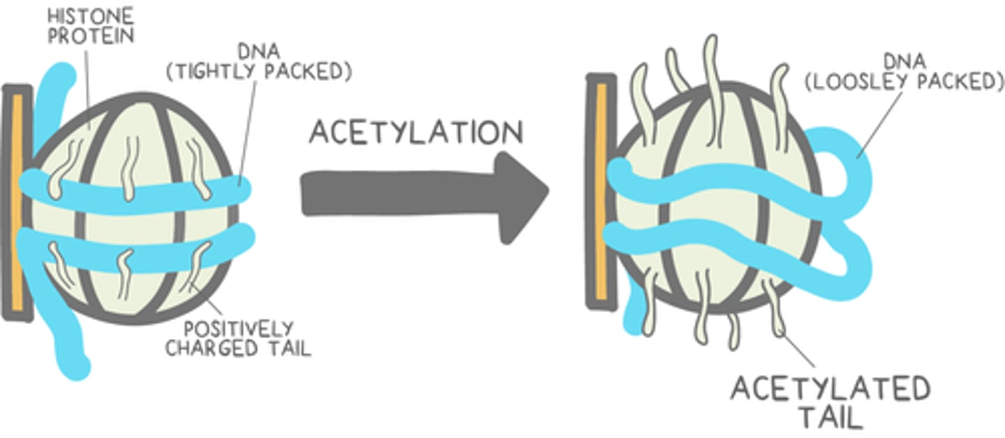 <p>euchromatin; transcription</p>