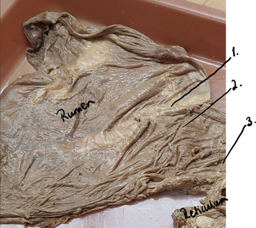 <p>2nd flashcard on rumen structures (same)</p>