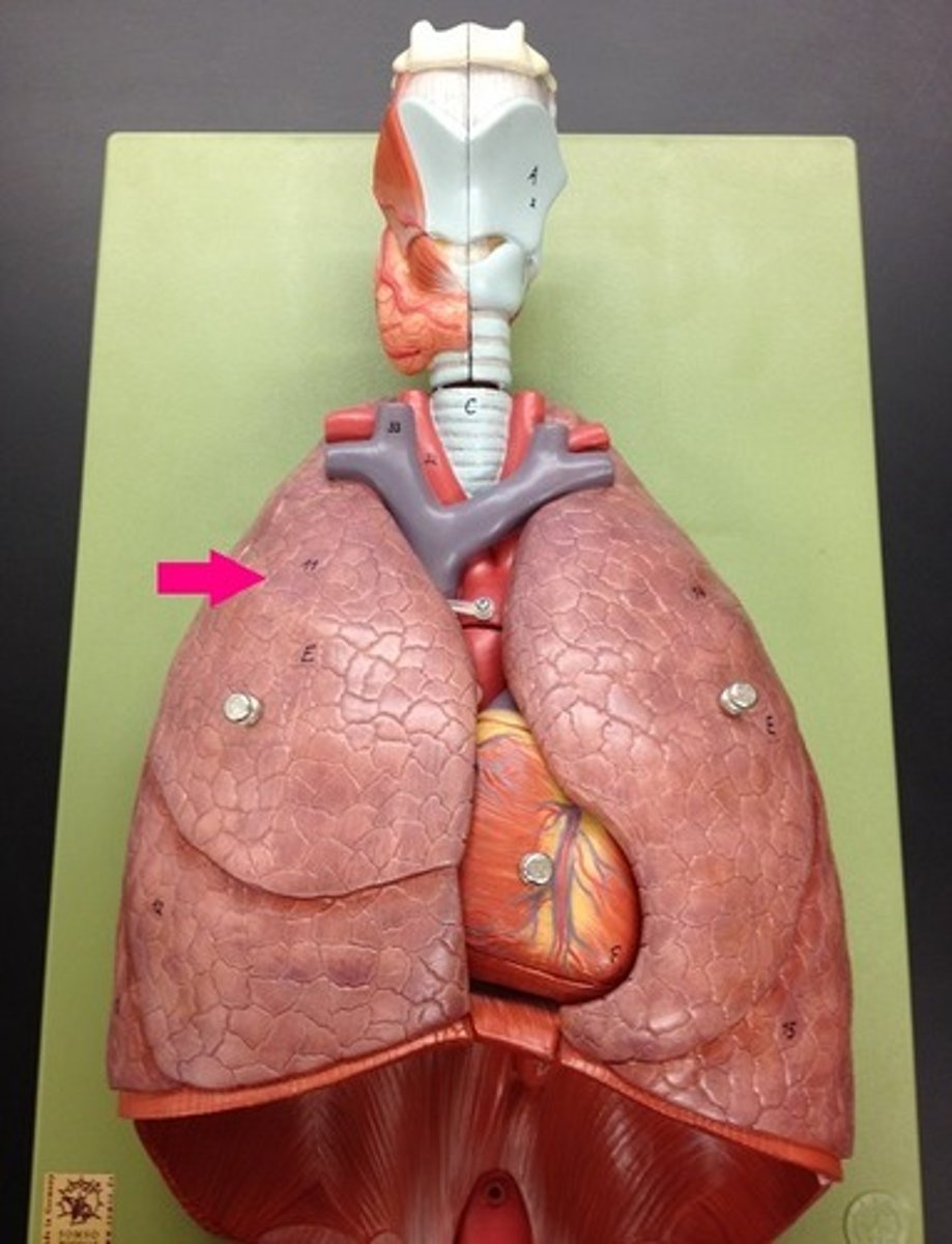 <p>Identify the lobe.</p>