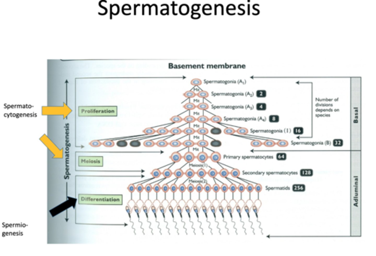 <p>spermatocytogenesis + spermiogenesis = spermatogenesis</p>