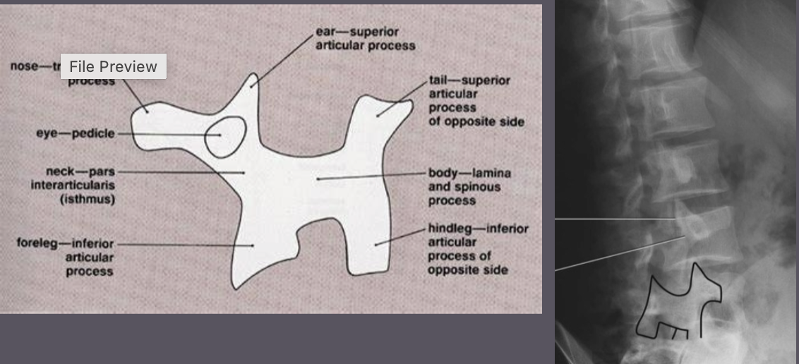 <p>Name the parts of the scotty dog</p>