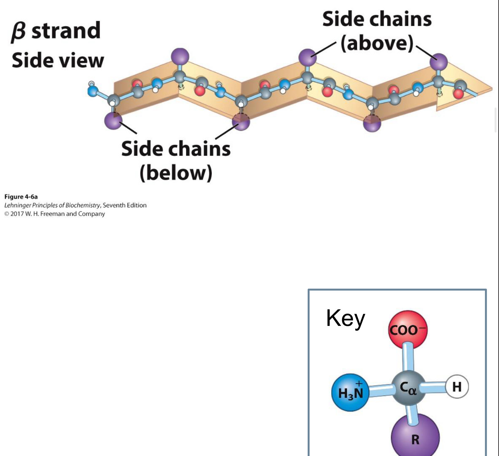 <p><span>Have pleated sheet-like structure</span><br><span>R groups (side chains) stick out from above and below the sheet</span></p>