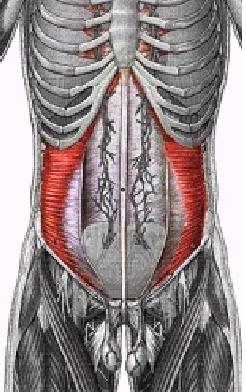 <p>What muscle is this?</p>