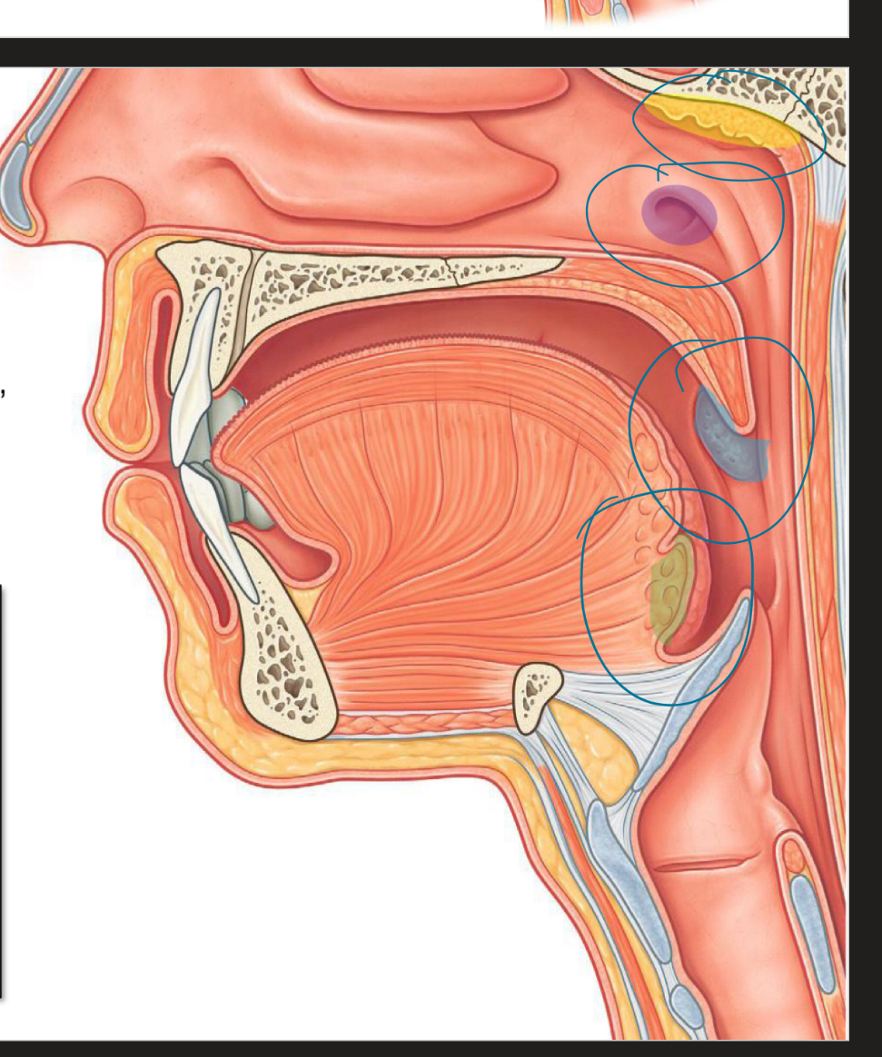 <p>Name the tonsils.</p>