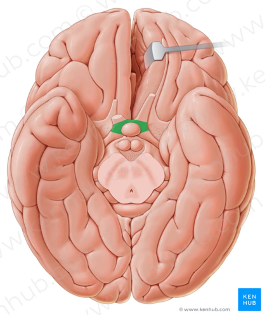 <p>Chiasma opticum</p>