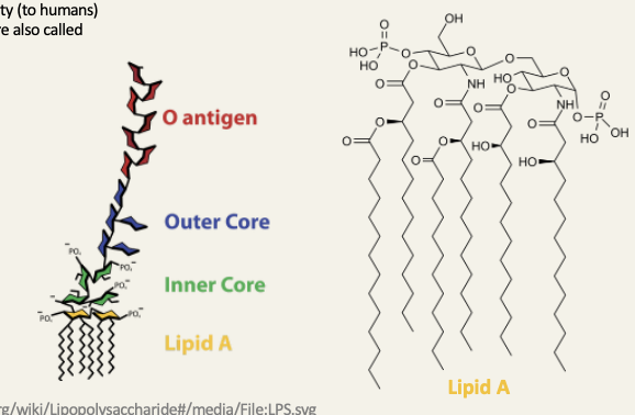 <ul><li><p>because of their toxicity lipopolysaccharides are also called endotoxins</p></li></ul><p></p>
