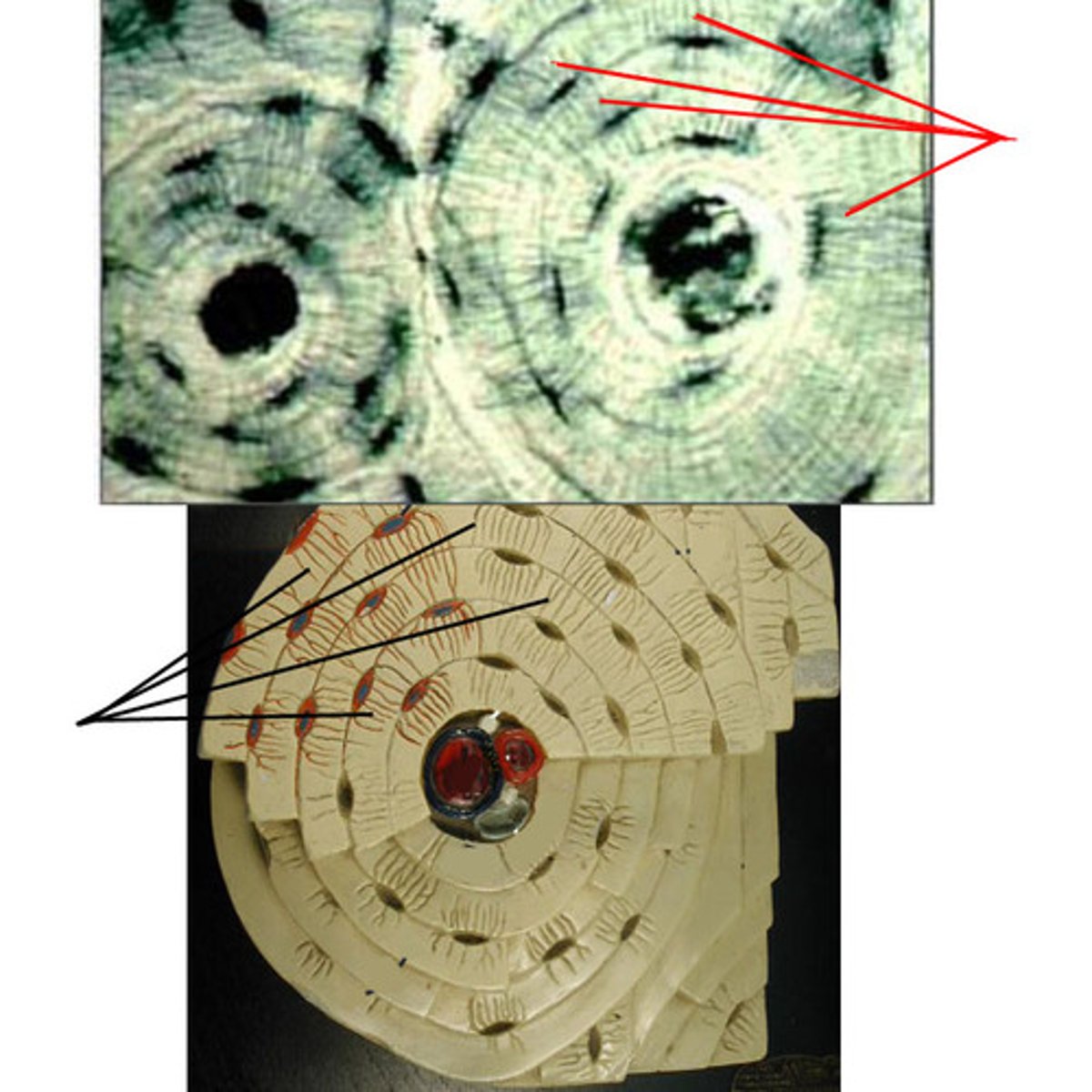 <p>Hairlike canals that connect lacunae to each other and the central canal</p>