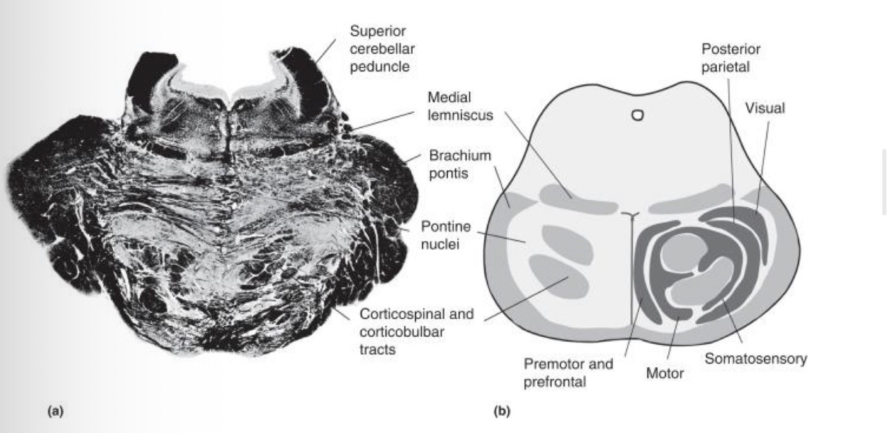 <p>bridge structure that receives information from primary motor cortex and relay to cerebellum</p><p>motor activity, LEARNING motor skills</p>