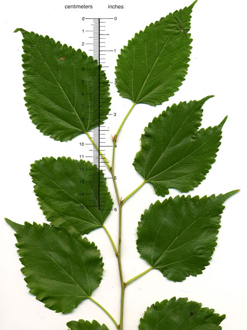 <p>Morus alba <br>(Mulberry)</p>