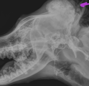 <p>Slow-growing neoplasia in older dogs that looks like a popcorn ball</p>