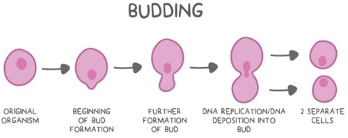<p>outgrowth on original organism --&gt; DNA replication --&gt; replicated DNA deposition into the bud --&gt; bud/organism separation</p>