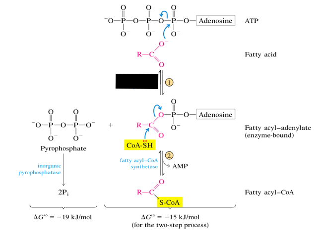 <p>What is the name of the enzyme blocked out in black?</p>