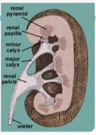 <p>Parts of the cortex that go between the renal pyramids.</p>