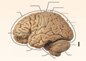 <p>Identify the structure labeled <strong>“l”</strong> in the image.</p>