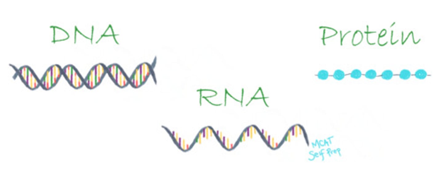<p>True. The structure of DNA, RNA, and protein is similar in that they are all linear polymers because each individual unit (or monomer) is attached to only one or two other units, resulting in a long chain.</p>