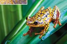 <p>Order Anura</p>