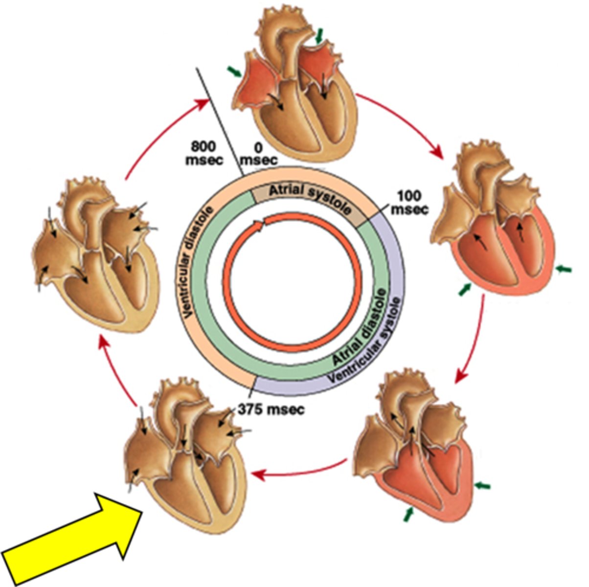 <p>all valves closed, no movement of blood in early diastole</p>