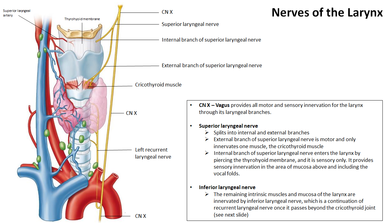 <ul><li><p><strong>External branch of superior laryngeal nerve</strong>: motor to <strong>cricothyroid</strong></p></li><li><p><strong>Internal branch of superior laryngeal nerve</strong>: sensory <strong>above vocal folds</strong></p></li><li><p><strong>Inferior laryngeal nerve</strong>: motor to <strong>all other intrinsic muscles</strong>, sensory <strong>below vocal folds</strong></p></li></ul><p></p>
