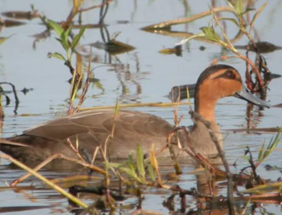 <p>Mallard Duck</p>