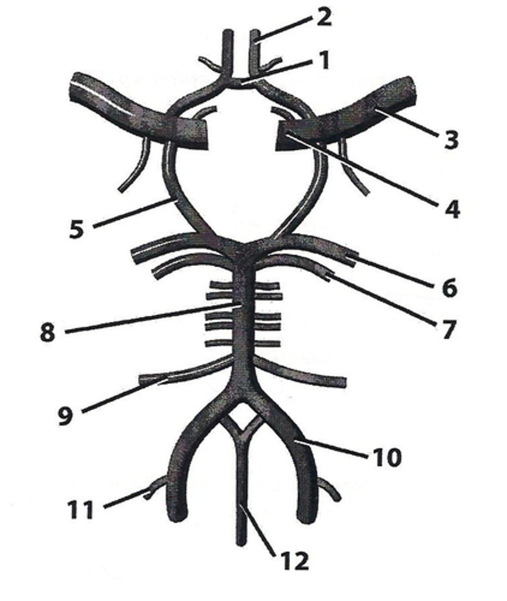 <p>delivers blood to the medial part of the hemispheres</p><p>2</p>