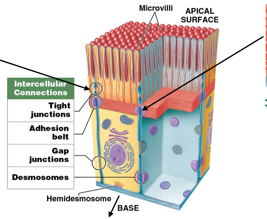 <ul><li><p>Strengthen apical region of cells by reinforcing tight junctions</p><ul><li><p>Attached to terminal web (cytoskeleton)</p></li></ul></li></ul><p></p>