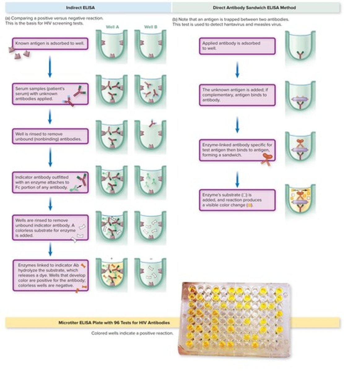 <p>A test that uses an enzyme-linked indicator antibody to visualize antigen-antibody reactions.</p>