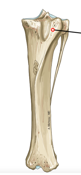 <p>Cranial prominence proximal; insertion of patellar ligament.</p>
