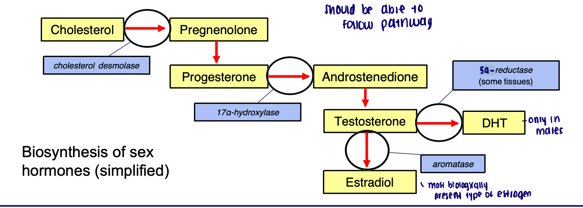 <ul><li><p>In the non-pregnant female of reproductive years, the most abundant progestin is progesterone</p><ul><li><p>These hormones primarily originate from the ovary</p></li></ul></li><li><p>Androgens:</p><ul><li><p>Biologically active: testosterone</p></li><li><p>Dihydrotestosterone (DHT)</p></li></ul></li><li><p>Estrogens:</p><ul><li><p>Biologically active: estradiol</p></li></ul></li><li><p>Progestins:</p><ul><li><p>Biologically active: progesterone </p></li></ul></li></ul><p></p>