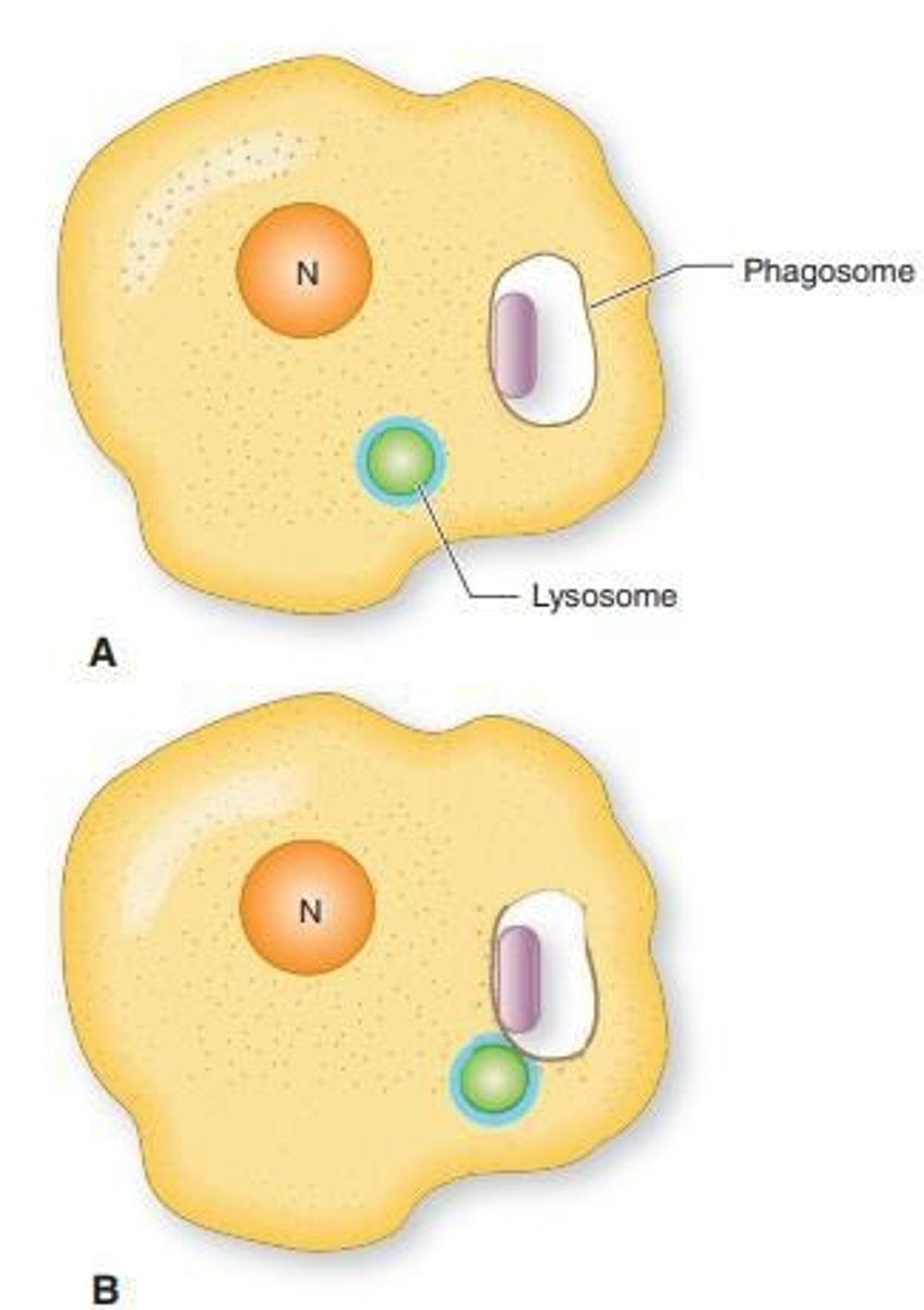 <p>lysosome fuses with phagosome containing the pathogen</p>