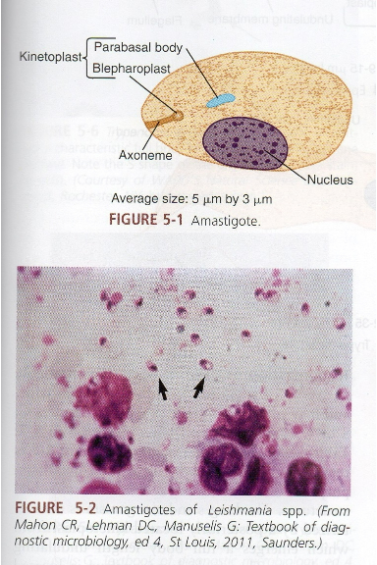<p>What are symptoms of mucocutaneous Leishmania infection?</p>