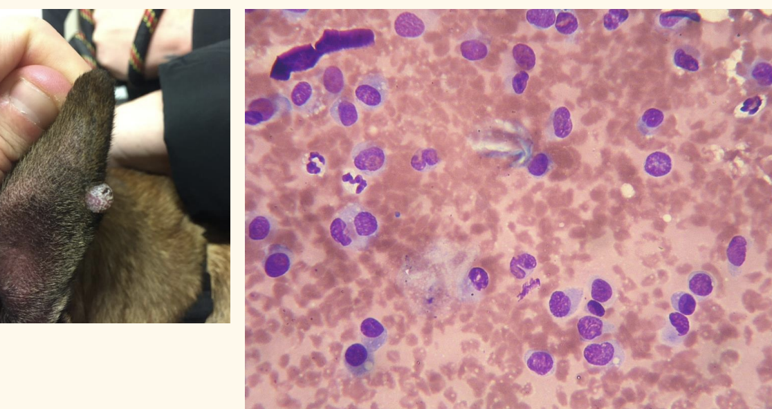 <p>Rapidly growing mass in a young dog; what is it?</p>