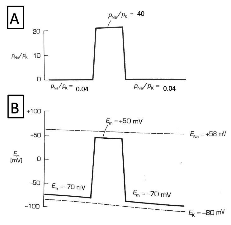 <ul><li><p>At rest: <strong>PNa ≪ PK</strong> → Vm close to EK</p></li><li><p>During AP: <strong>PNa sharply increases</strong> → more Na+ enters → depolarization</p></li><li><p>Ion permeability can change due to:</p><ul><li><p><strong>Voltage-gated channels</strong> opening/closing</p></li><li><p><strong>Channel conformation</strong> changes triggered by Vm</p></li></ul></li></ul><p></p>