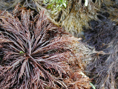 <p>Brownish in color, soft and fine like hair, not dichotomous, discoid, uniaxial</p>